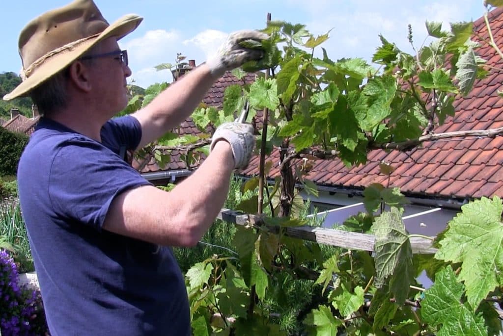 Pruning grapevines