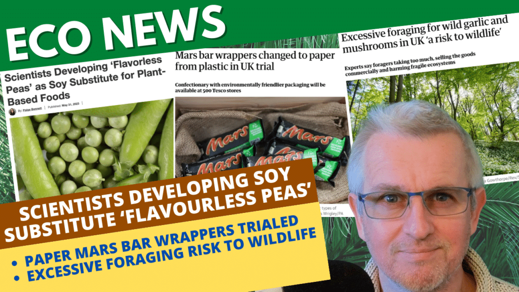 Flavourless peas developed as soy substitute