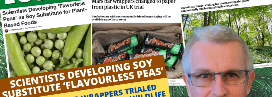 Flavourless peas developed as soy substitute