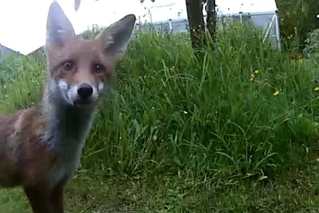 Fox in wildlife garden