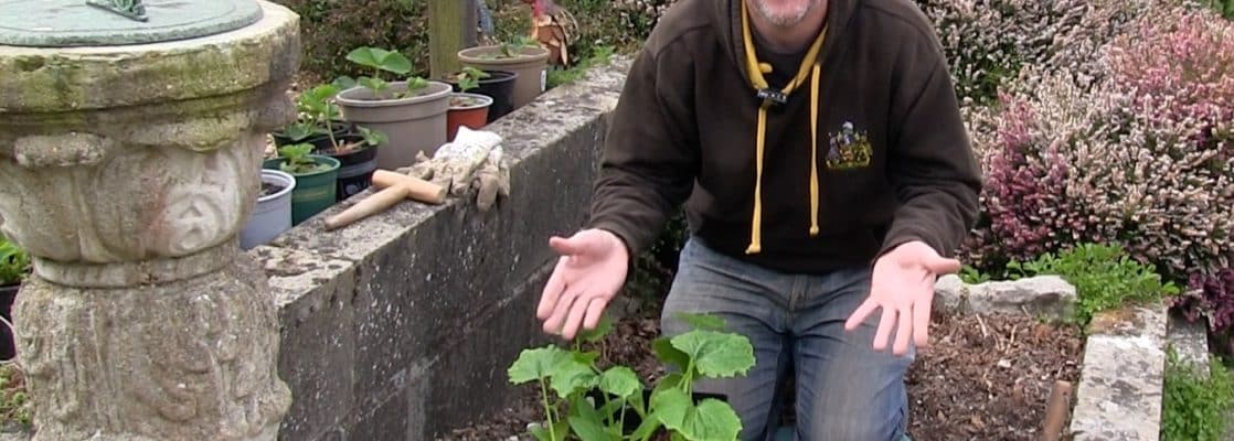 Planting Zucchini / Courgette