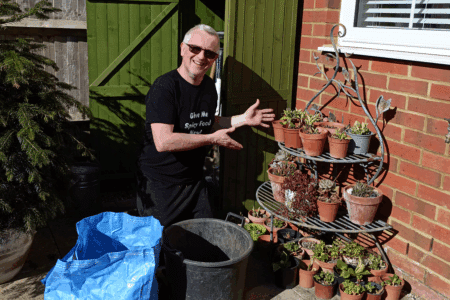 Caring for primula auriculas