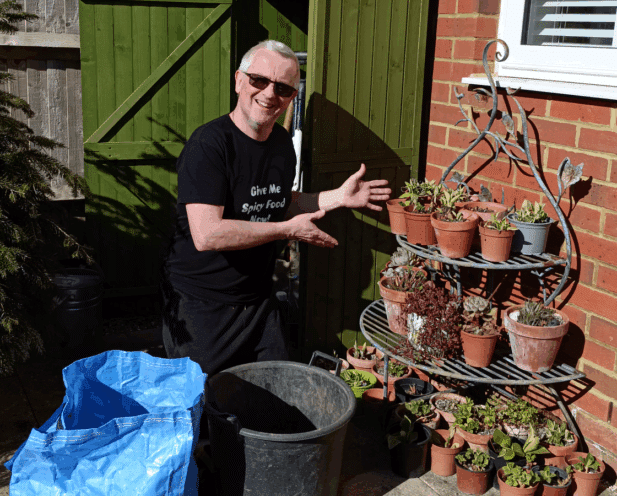 Caring for primula auriculas