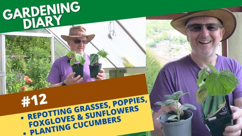 Gardening diary, including cucumber planting